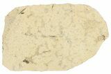 Two Detailed Fossil Marsh Flies (Tetanocera) - Cereste, France #290769-2